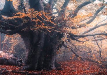 Old magical tree with big branches and orange leaves in blue fog